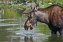 195 grand teton national park, eland